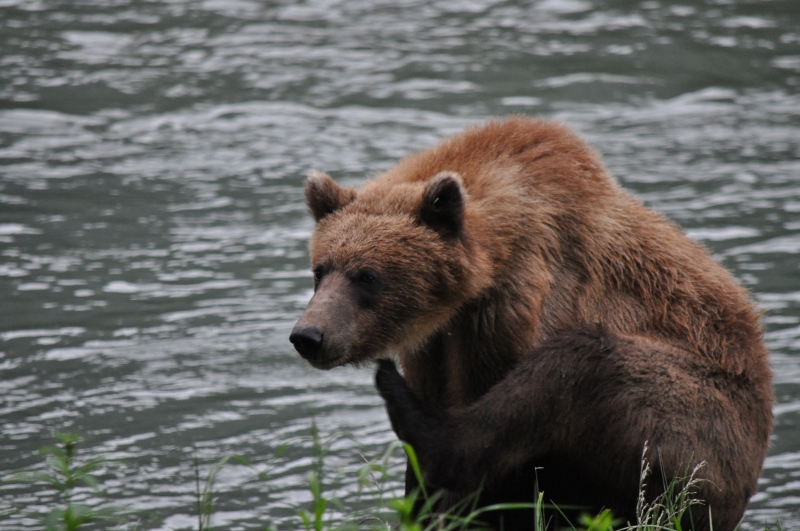 Brown bears frequent the Chilkoot River for easy fishing 